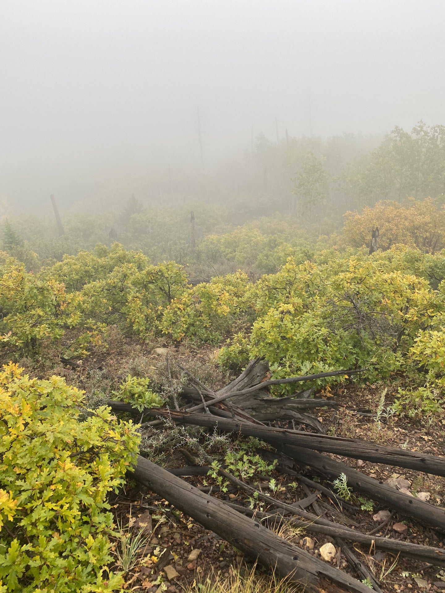 Plant Plant community Natural landscape Fog Atmospheric phenomenon